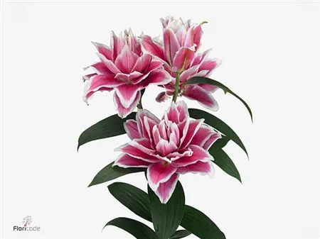 Lil Or Roselily Samantha (double) 70 cm