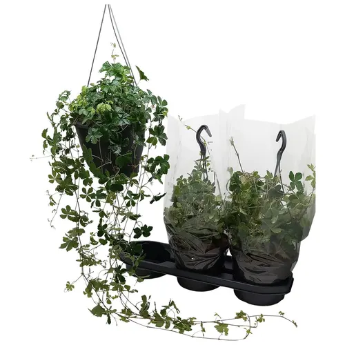Parthenocissus Striata, závesný črepník črepník 19 cm