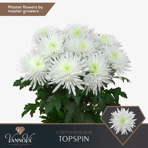 Chryzantéma veľkokvetá Topspin 70 cm