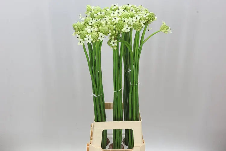 Ornithogalum Saundersiae 90 cm