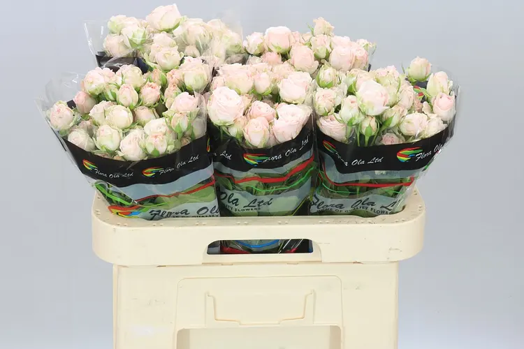 Rosa Tr Bombastic 2/4 60 cm