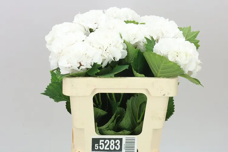 Hyd Lolly Pop White 50 cm