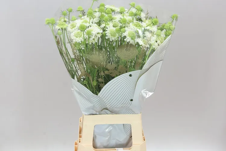 Scabiosa Atr Focal White Improved 75 cm