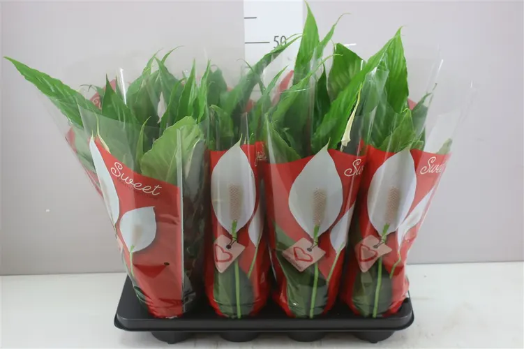 Spathiphyllum Sweet Chico črepník 13 cm