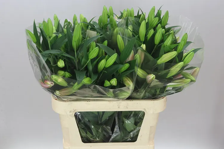 Ľalia orientálna Calvados 85 cm