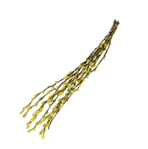 Sušený kvet Willow catkins žltá 70 cm