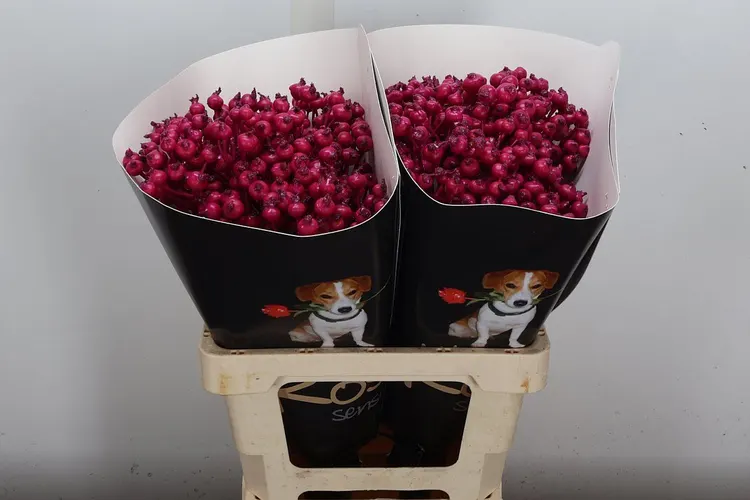 Rosa Bottel Wx Cerise 60 cm
