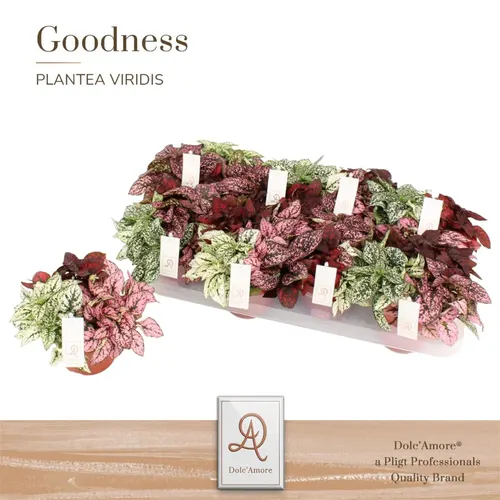 Hypoestes Mix črepník 12 cm