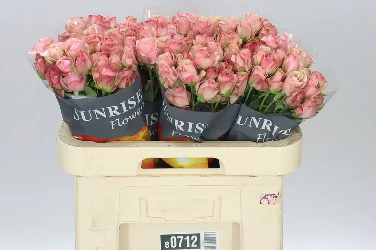 Rosa Tr Destini 60 cm