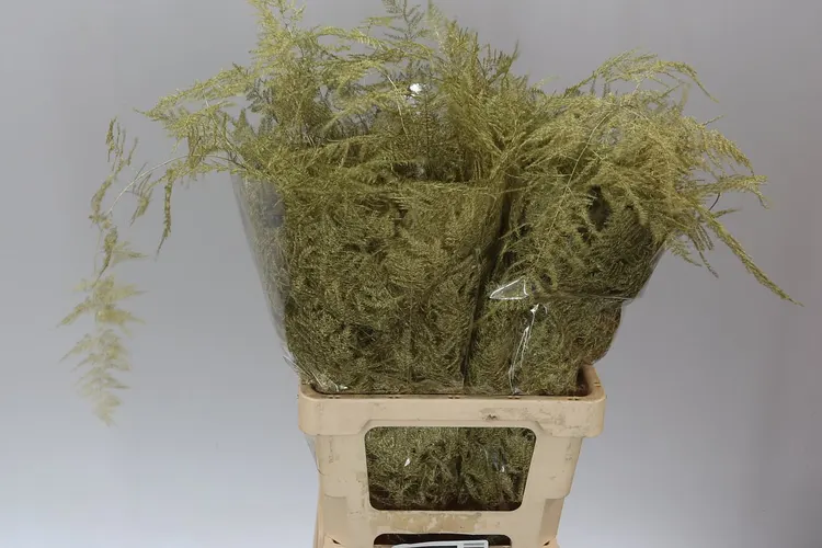 Asparagus Extra Veren Gold 65 cm