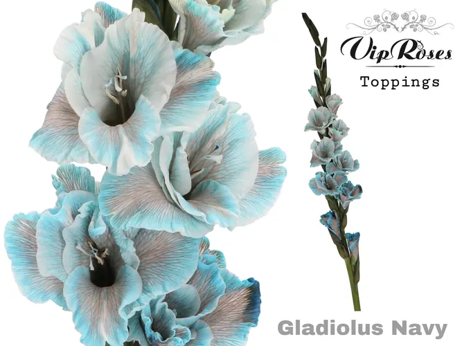 Gladiola veľkokvetá Navy 110 cm