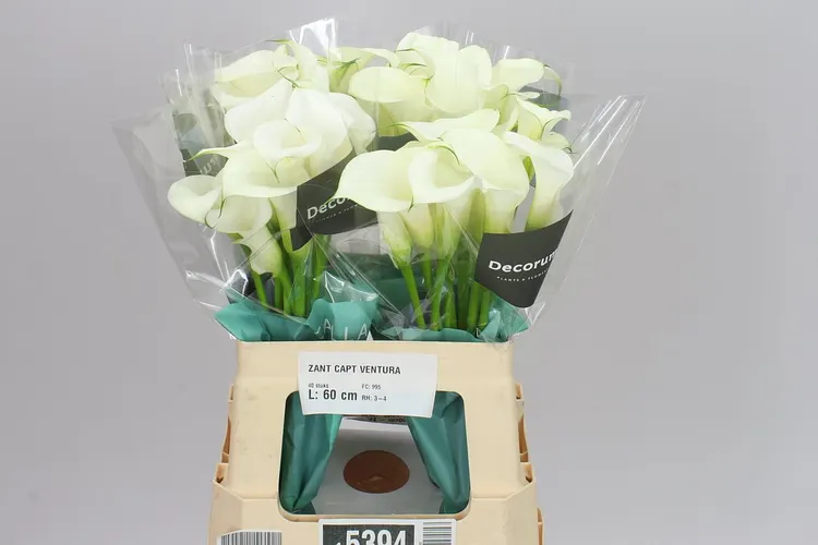 Kaly (Calla Lily)