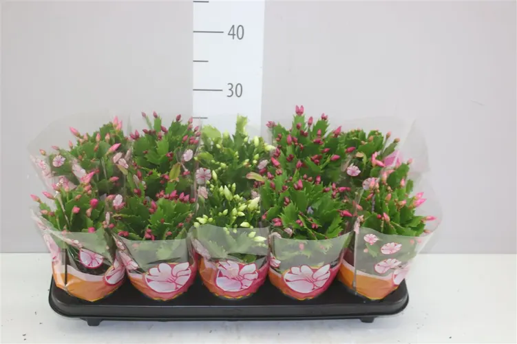 Schlumbergera Gemengd črepník 12 cm