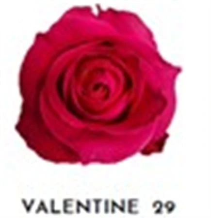Ruža farbená Valentine 29, Ekvádor 50 cm