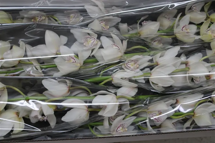 Orchidea Cymbidium T Mrs Whit Crys 80 cm