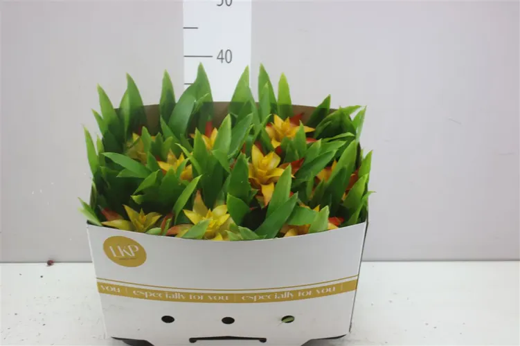 Guzmania Flava črepník 10,5 cm