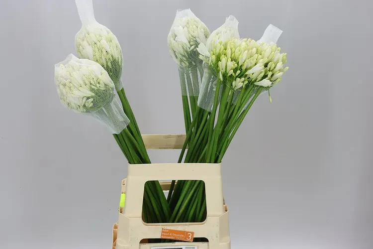 Agap Gletsjer White 70 cm