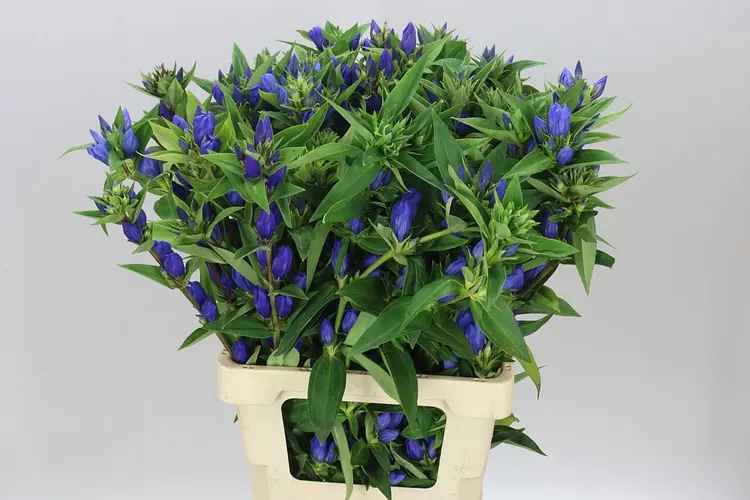 Gentiana Bluebells 70 cm