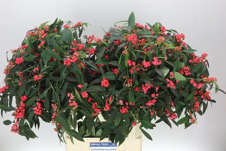 Euphorbia F T Marielle 75 cm