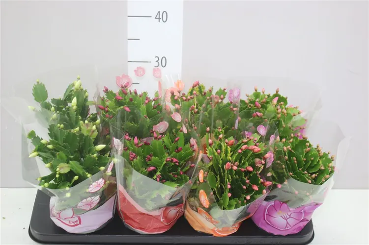 Schlumbergera mix črepník 13 cm
