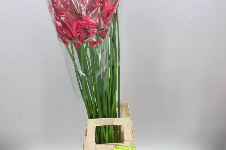 Nerine Co Desi Artistic 90 cm