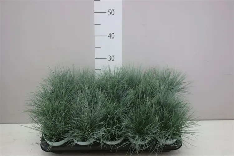 Festuca Gl. Compacta Blue črepník 10,5 cm