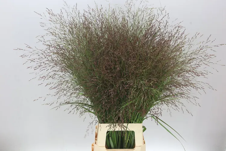 Panicum Warrior 90 cm