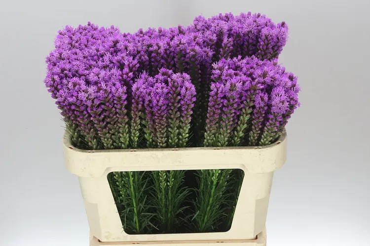 Liatris Callilepis 70 cm