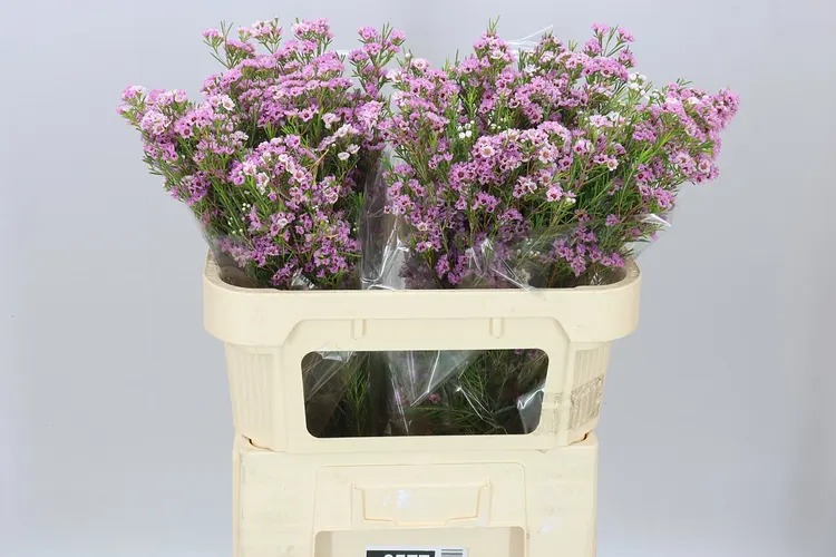Voskovka Giselle 70 cm