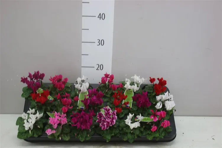 Cyklámen malokvetý Micro mix črepník 6 cm