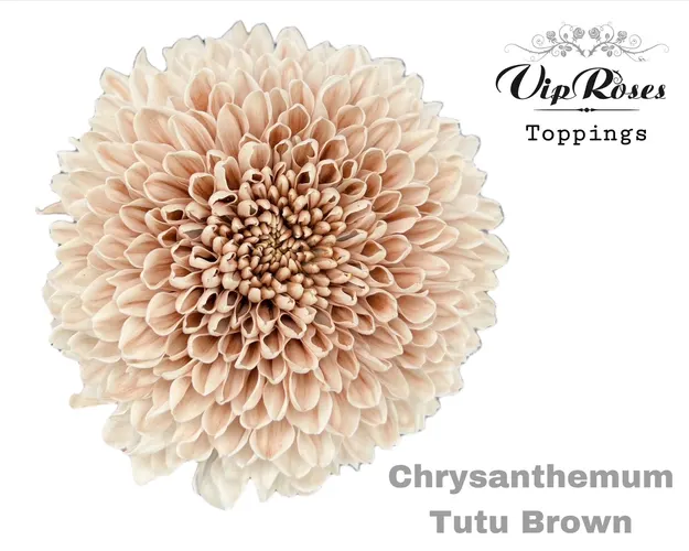 Chr G Tutu Brown 70 cm