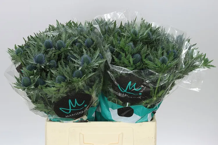 Eryngium Aqua 60 cm