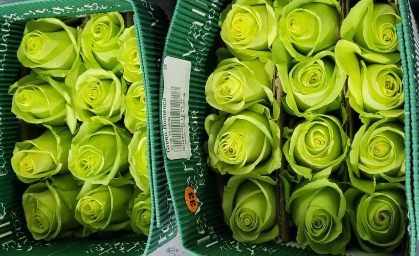 Rosa Gr Ec Green Romance 80 cm