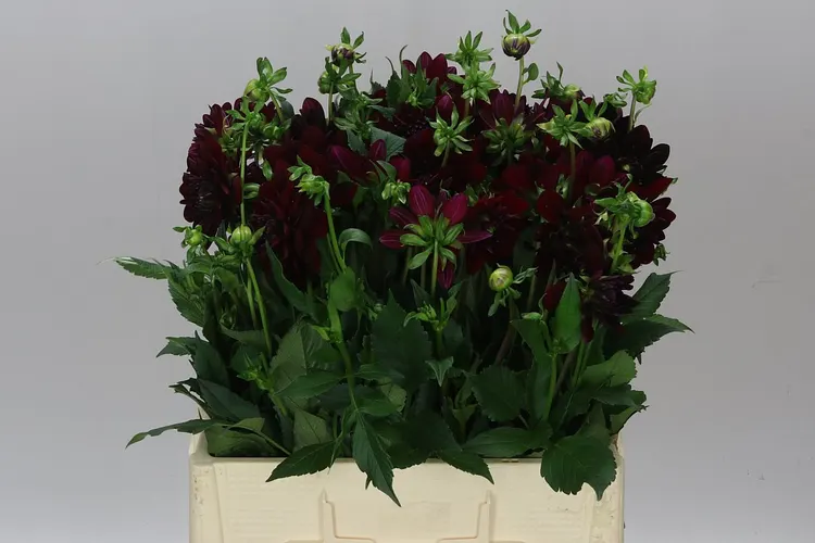 Dahlia Arabian Night 40 cm
