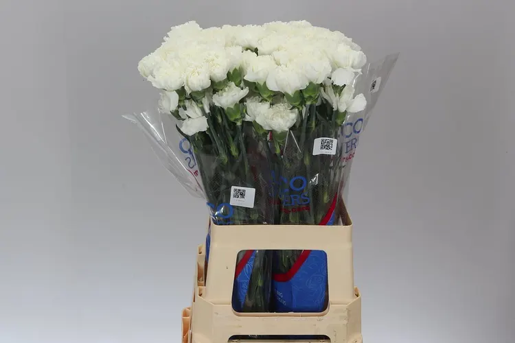Karafiát White 70 cm