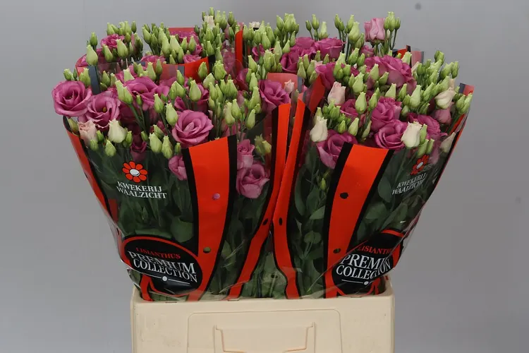 Eust Du Rosita Pink Waalzicht 72 cm