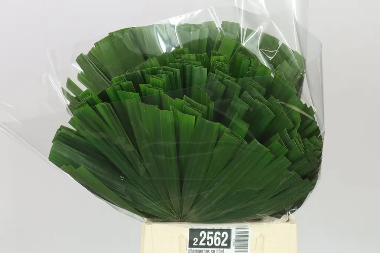 Chamaerops Sp Blad 50 cm