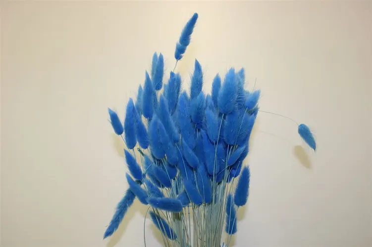 Dried Lagurus Blue 65 cm