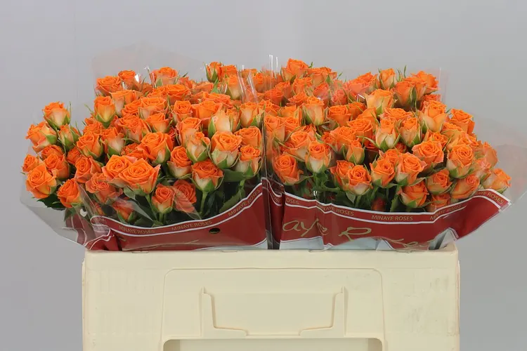 Rosa Tr Picanto 50 cm