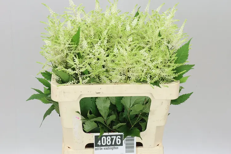 Astilbe Washingthon 60 cm