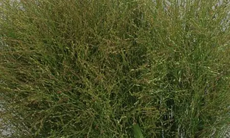 Panicum Squaw 90 cm