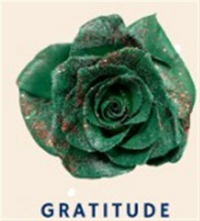 Ruža farbená Gratitude, Ekvádor 50 cm