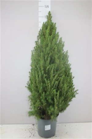 Picea Gl Conica črepník 24 cm