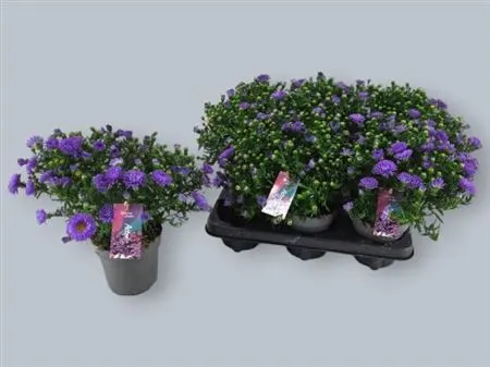 Aster D Purple Lady črepník 12 cm