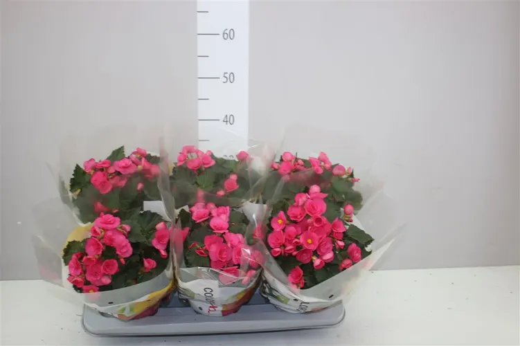 Begónia Hl Adonia Pink črepník 14 cm