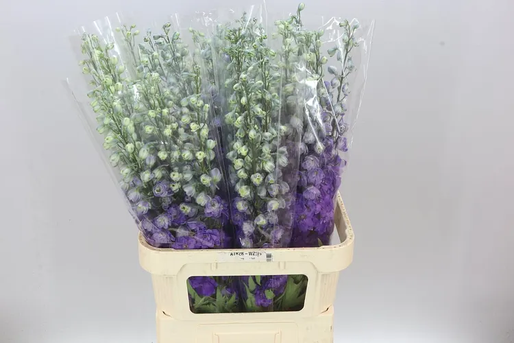 Delph El Purple Heart 90 cm