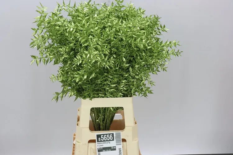 Ruskus Prick Gl Light Green 70 cm