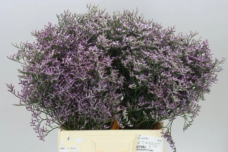 Lim. Saf Lilac 70 cm