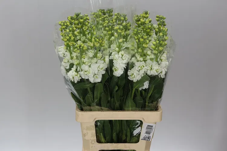 Matthiola White Imp 65 cm