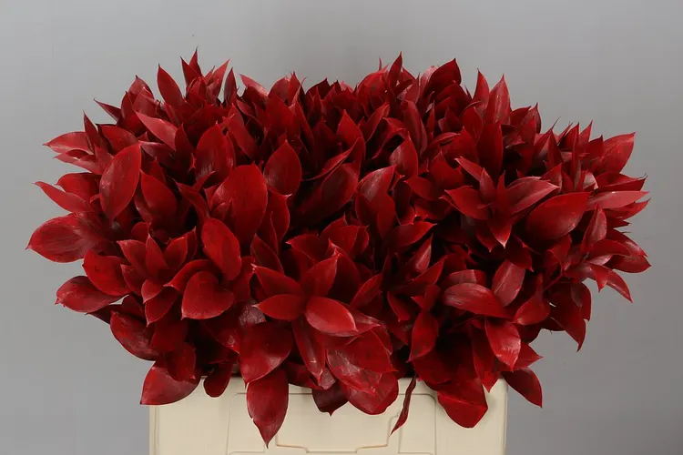 Ruskus farbený Red 60 cm